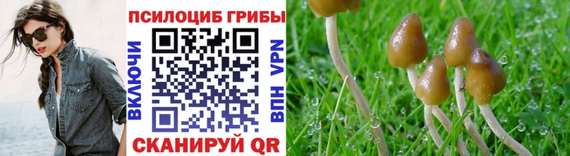 Купить закладки  Калининск  Псилоцибиновые грибы мицелий 